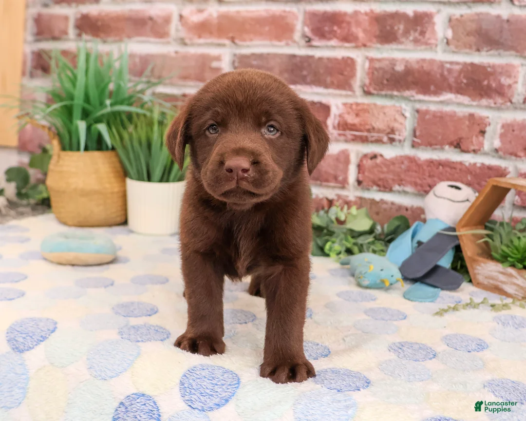 Labrador Retriever dogs for sale: Fudge - Ad 2