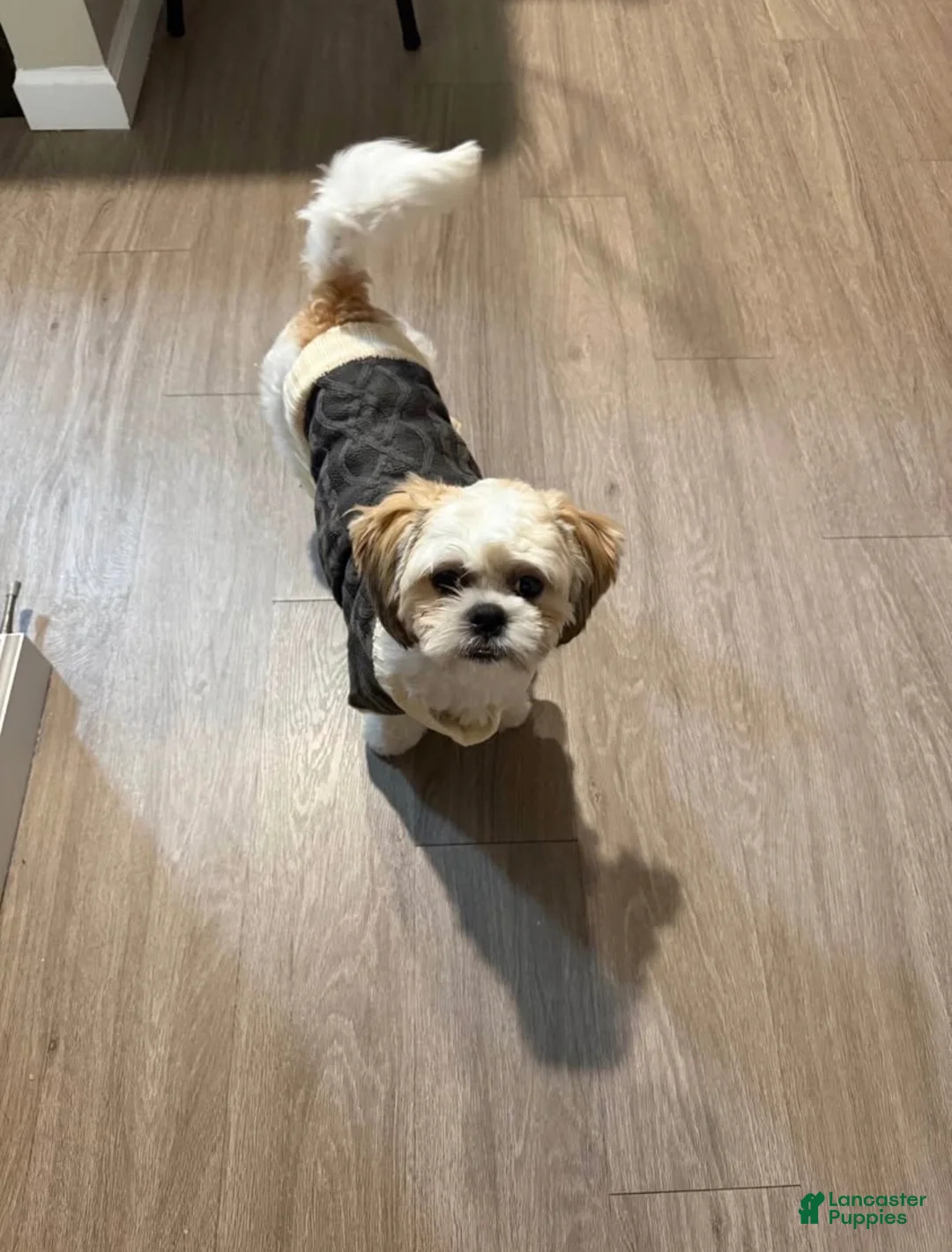 Shih Tzu dogs for sale: Shih Tzu 1 - Ad 2