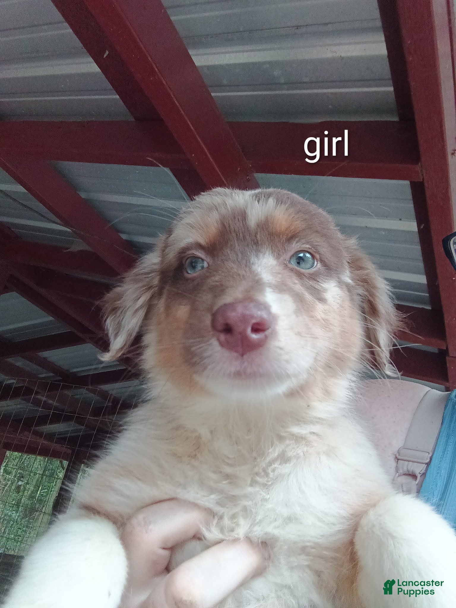 Australian Shepherd dogs Australian Shepherd Puppy 3 - Ad 7
