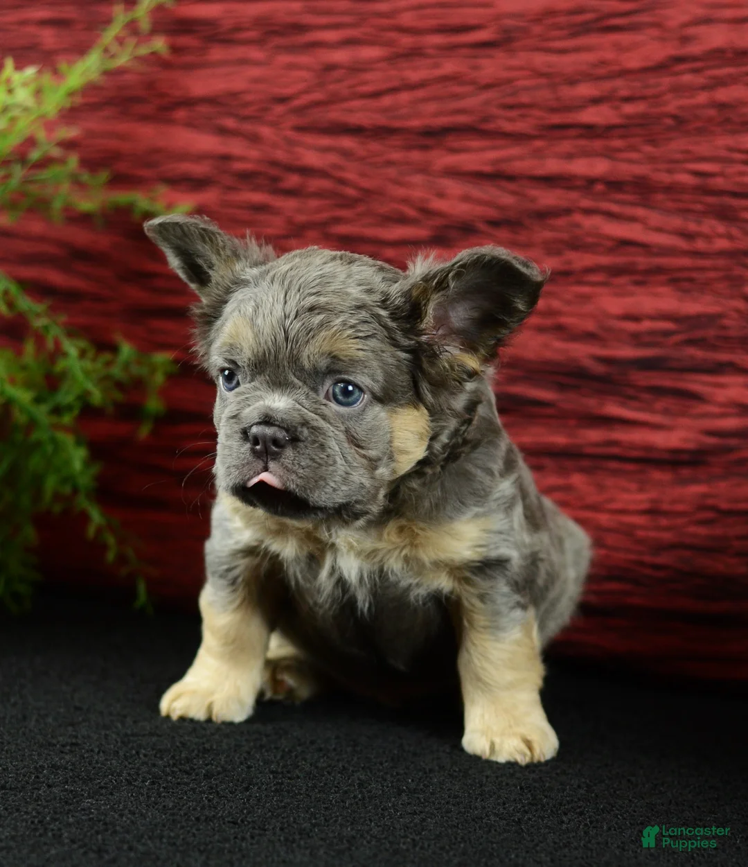 French Bulldog dogs for sale: Hank - Ad 2