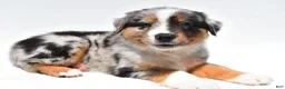 Australian Shepherd dogs for sale: Bouncer - Ad 3