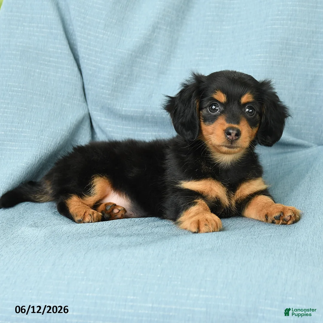 Miniature Dachshund dogs for sale: Polly - Ad 5