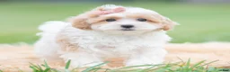 Maltipoo dogs for sale: Boop - Ad 2