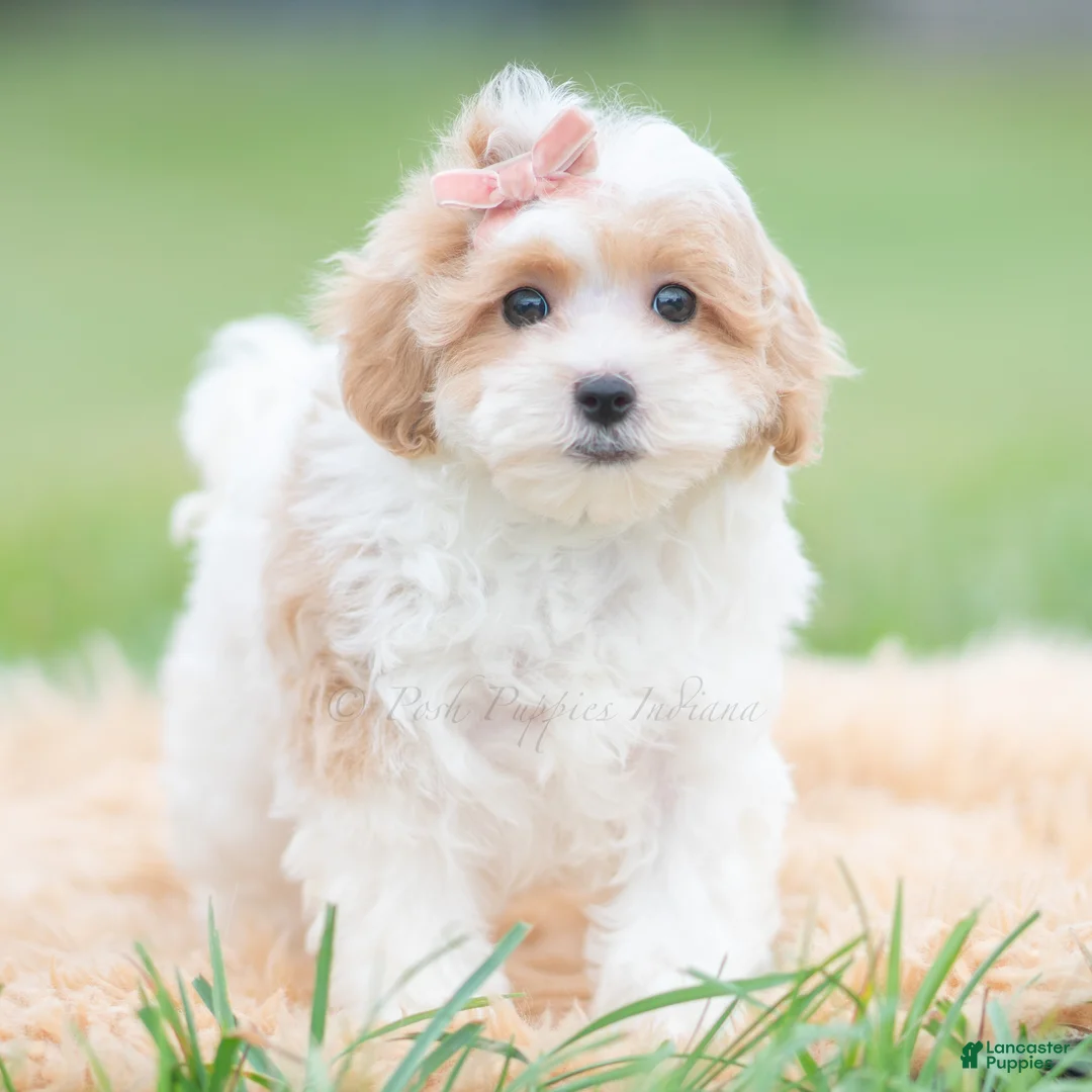 Maltipoo dogs for sale: Boop - Ad 2