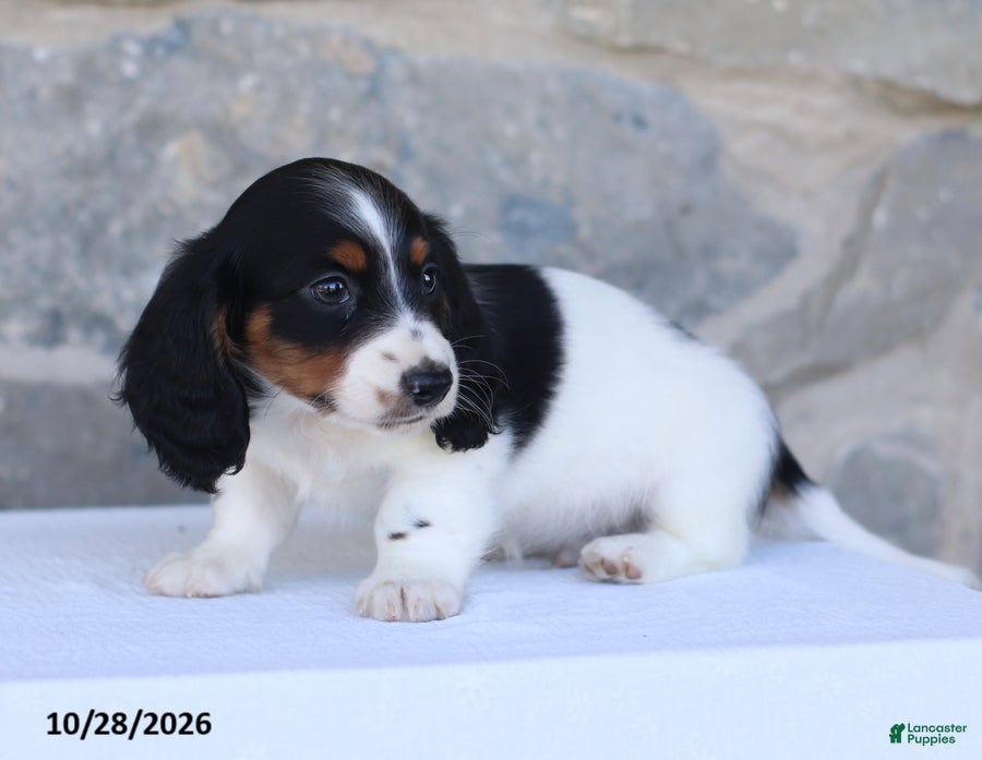 Dachshund dogs for sale: Eldon - Ad 2