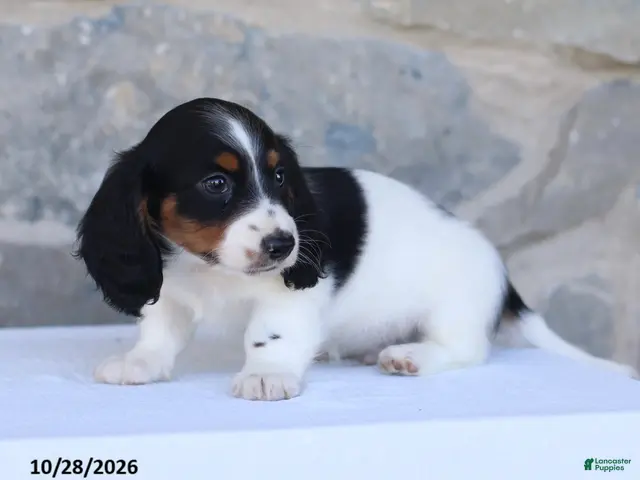 Dachshund dogs for sale: Eldon - Ad 2