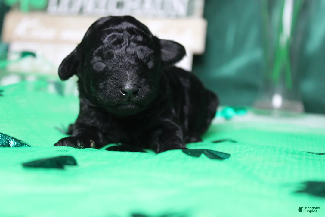 Toy Poodle dogs for sale: Ella  - Ad 1