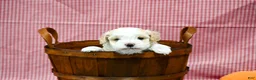Maltipoo dogs for sale: Diane - Ad 4