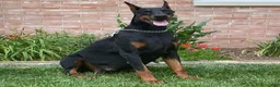 Doberman Pinscher dogs for sale: Bella - Ad 5