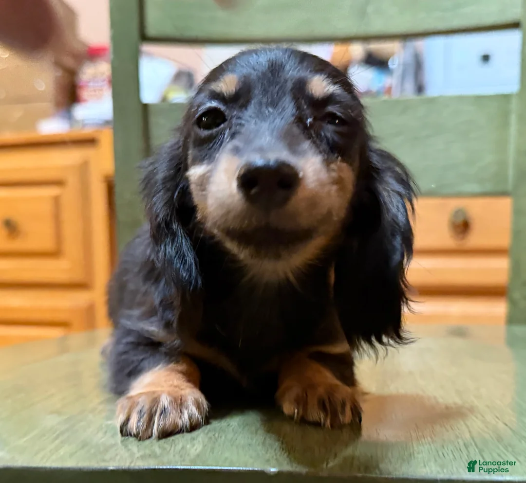 Miniature Dachshund dogs for sale: AKC Russian pra clear - Ad 8