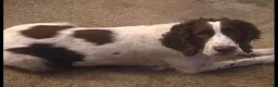 Mixed Breed dogs for sale: Mixed Breed 1 - Ad 2