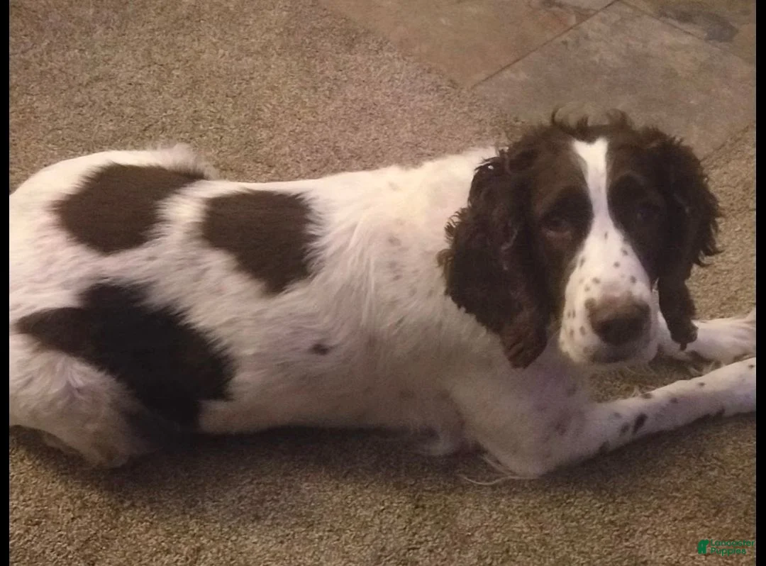 Mixed Breed dogs for sale: Mixed Breed 1 - Ad 2