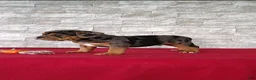 Beabull dogs for sale: Reese - Ad 4
