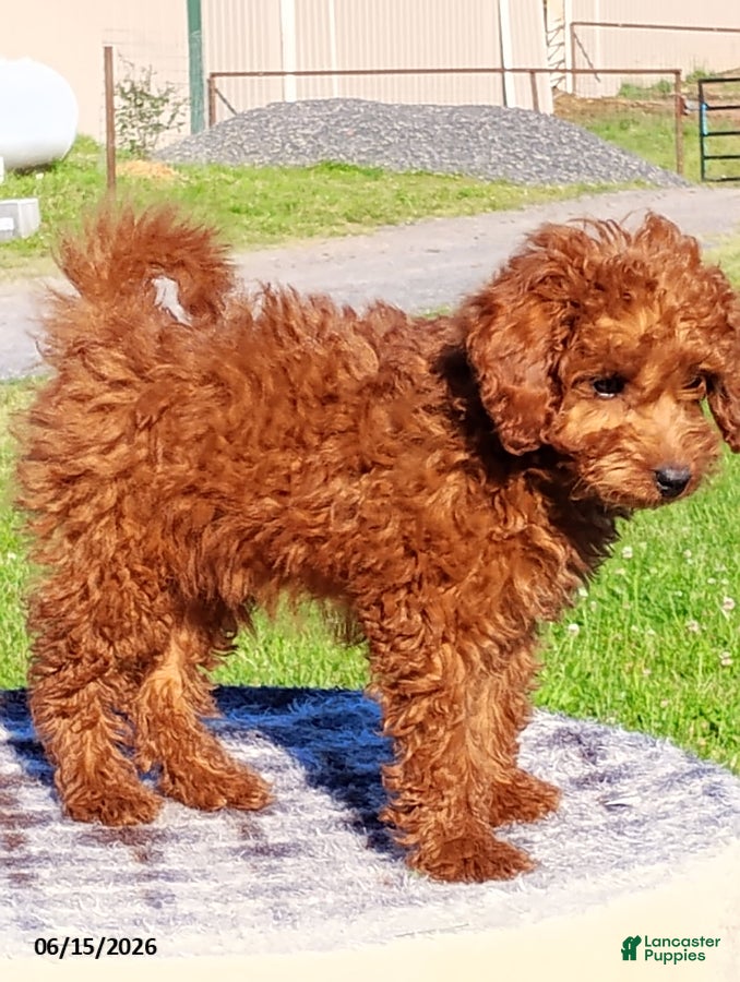 Mini Goldendoodle dogs Paul - Ad 2