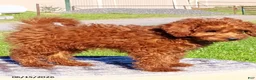 Mini Goldendoodle dogs for sale: Paul - Ad 2