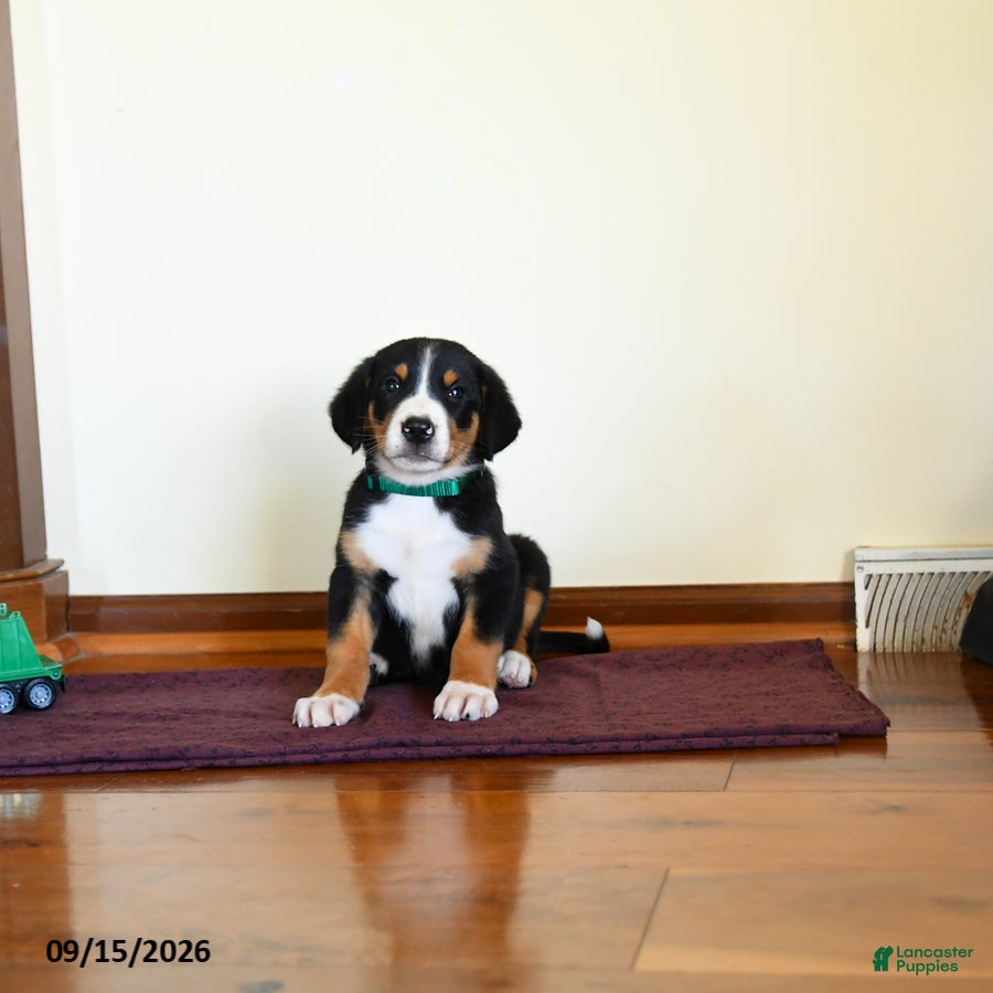 Greater Swiss Mountain Dog dogs Wexford - Ad 2