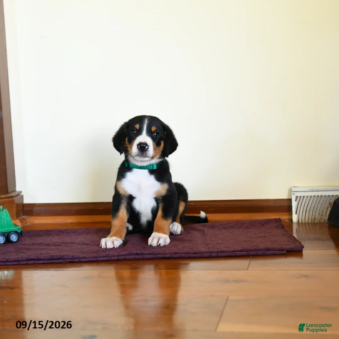 Greater Swiss Mountain Dog dogs for sale: Wexford - Ad 2