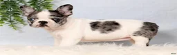 Frenchton dogs for sale: Daffodil - Ad 2