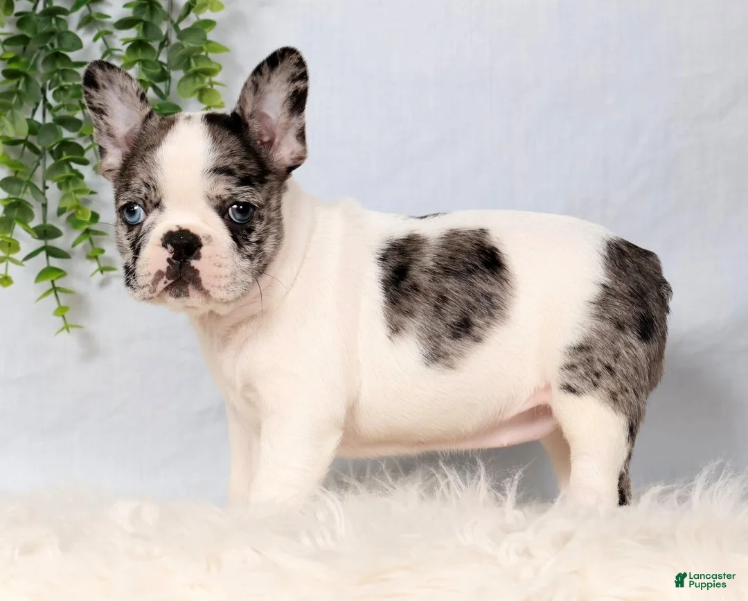 Frenchton dogs for sale: Daffodil - Ad 2