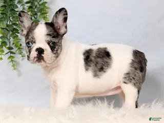 Frenchton dogs for sale: Daffodil - Ad 1