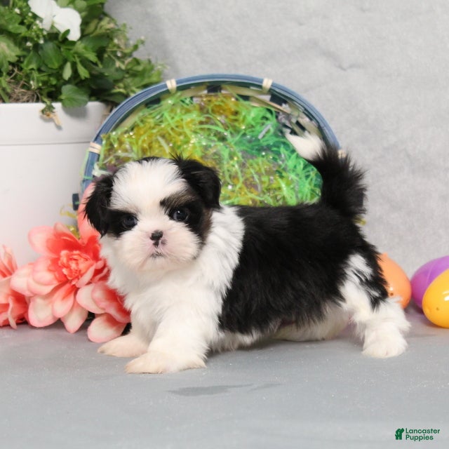 Shih Tzu dogs Jaxon  - Ad 1