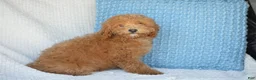 Mixed Breed dogs for sale: Shorty - Ad 3