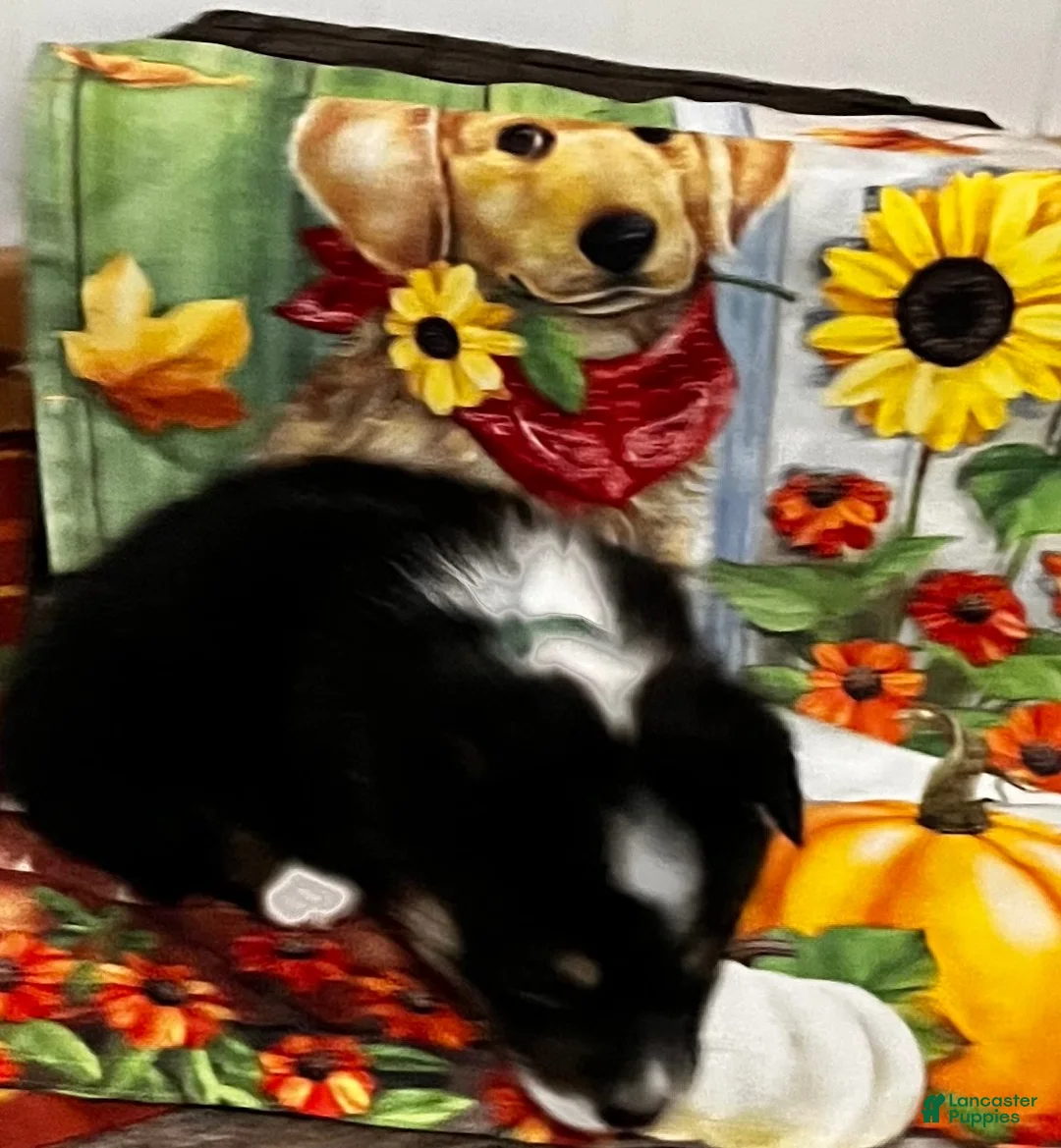 Welsh Corgi Pembroke dogs for sale: Welsh Corgi Pembroke 3 - Ad 4