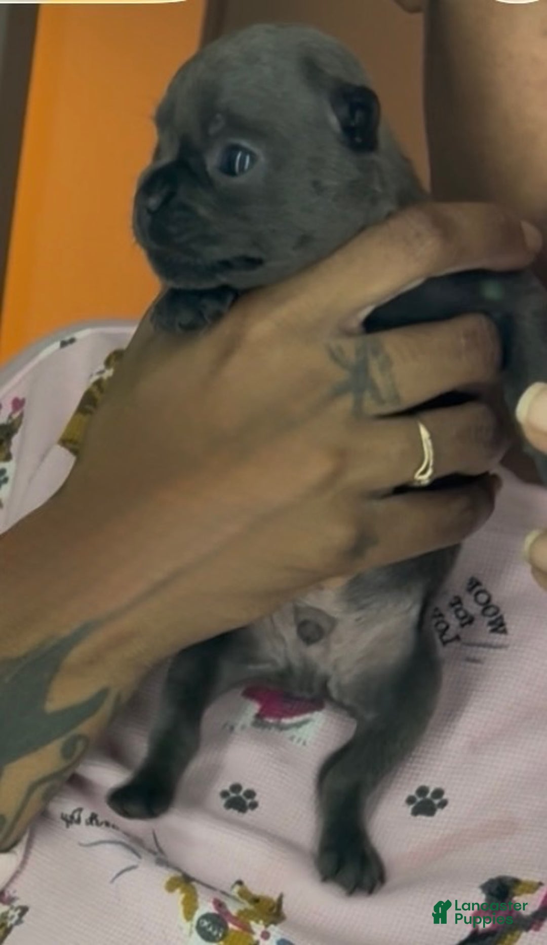 French Bulldog dogs for sale: French Bulldog Puppy 8 - Ad 4