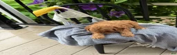 Cavapoo dogs for sale: Judd - Ad 3