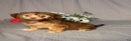 Havapoo dogs for sale: Alice - Ad 3