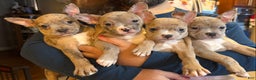 Frenchton dogs for sale: Jellybean - Ad 14