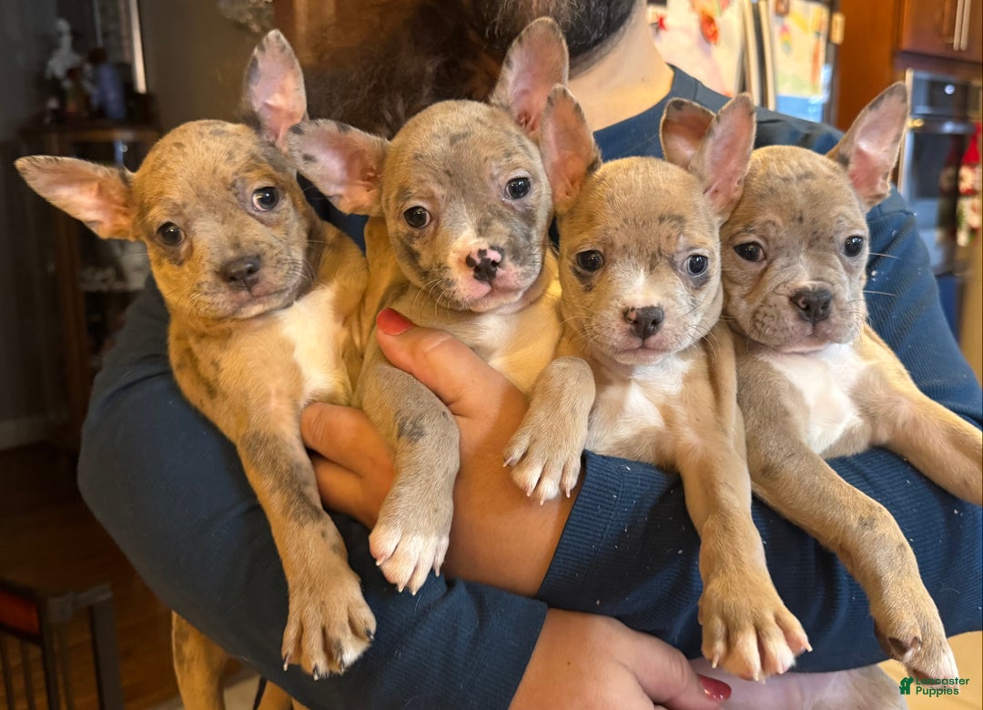 Frenchton dogs for sale: Jellybean - Ad 14