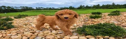 Goldendoodle dogs for sale: Teddy - Ad 4