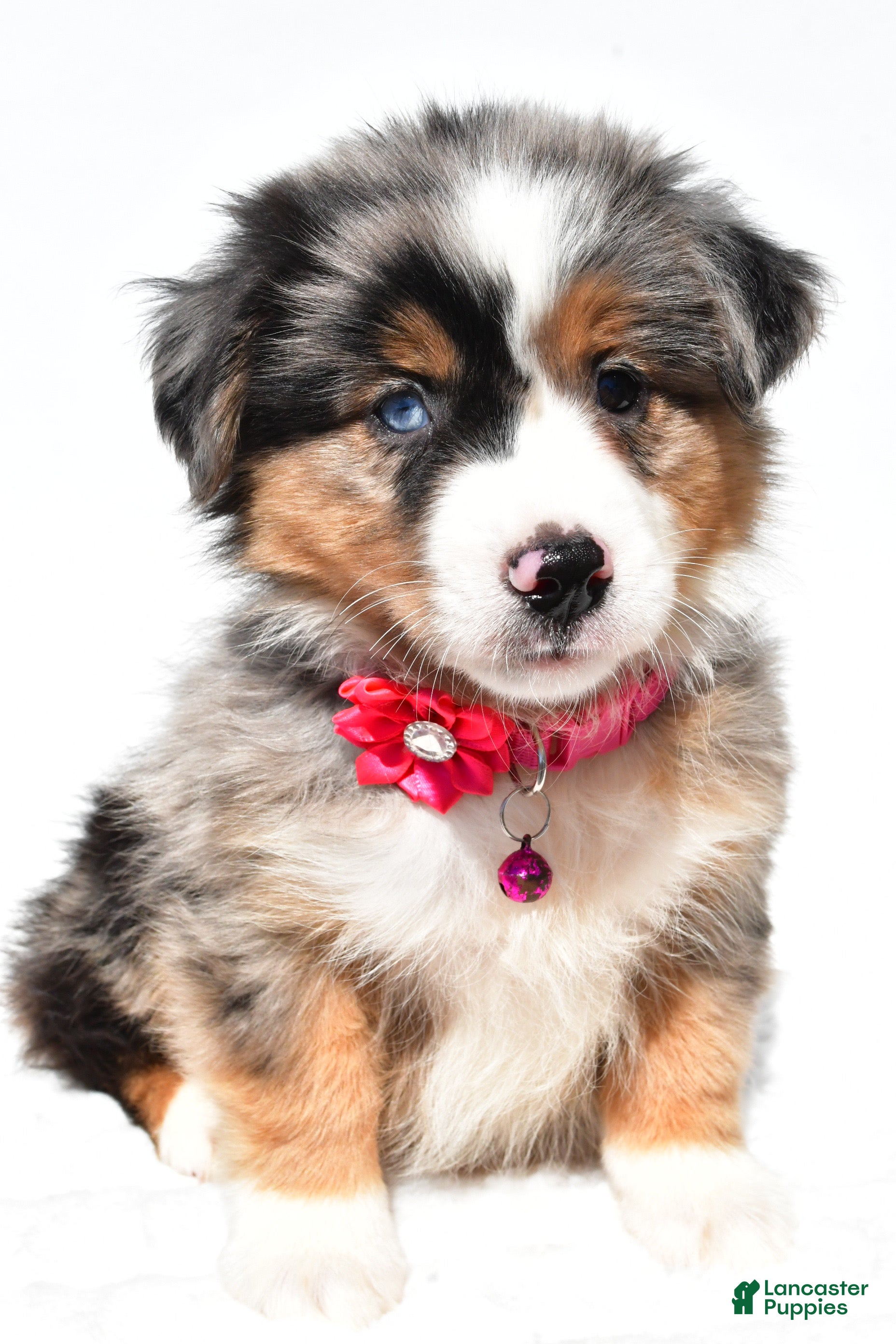 Red Merle Australian Mini Australian Shepherd For Sale Near Me