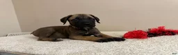 Cane Corso dogs for sale: Chocolate  - Ad 6