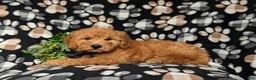 Goldendoodle dogs for sale: Dennis Hypoallergenic - Ad 4