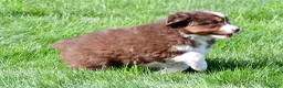 Miniature Australian Shepherd dogs for sale: Taylor - Ad 11