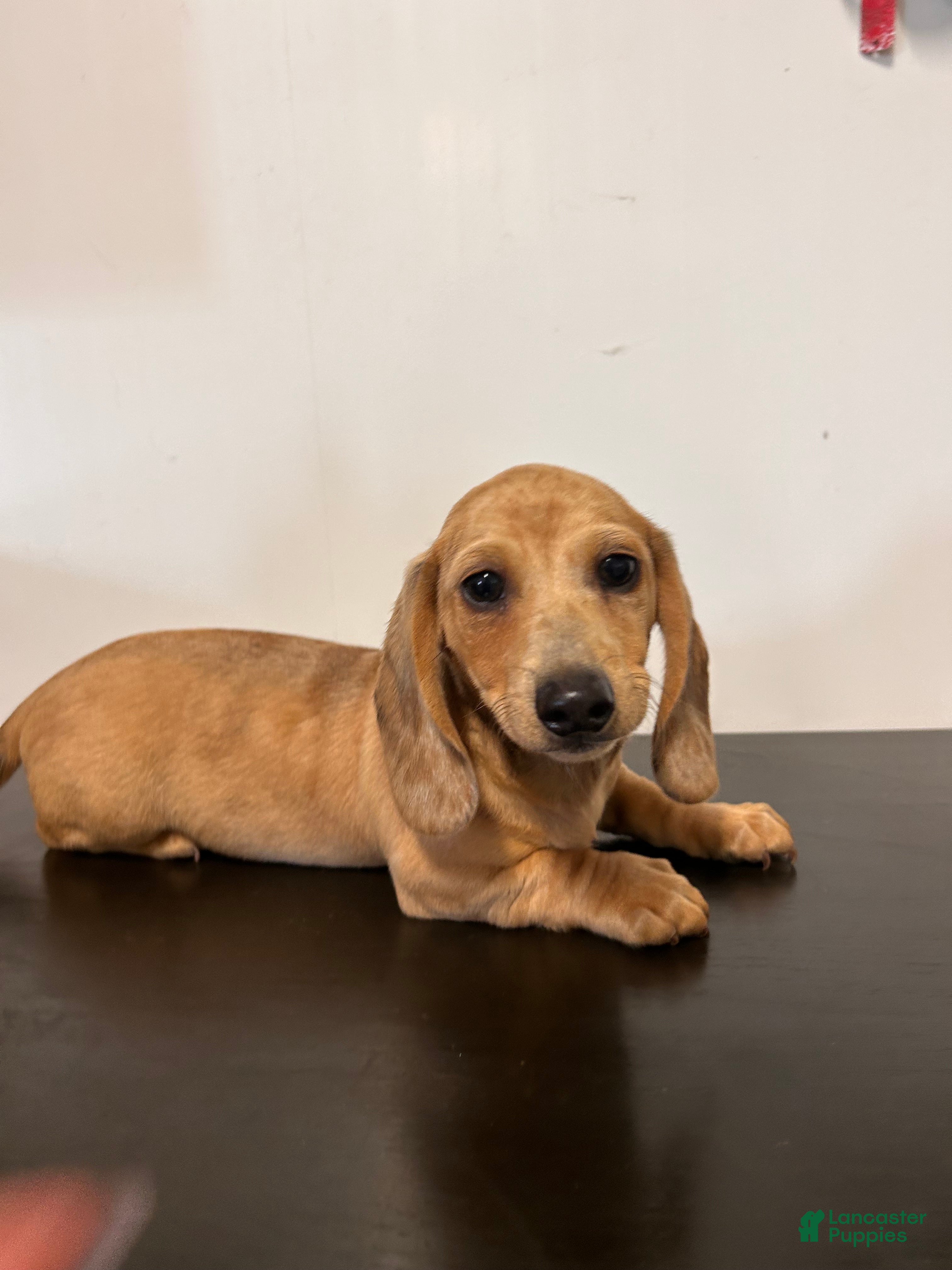 Miniature Dachshund dogs Ansh  - Ad 1