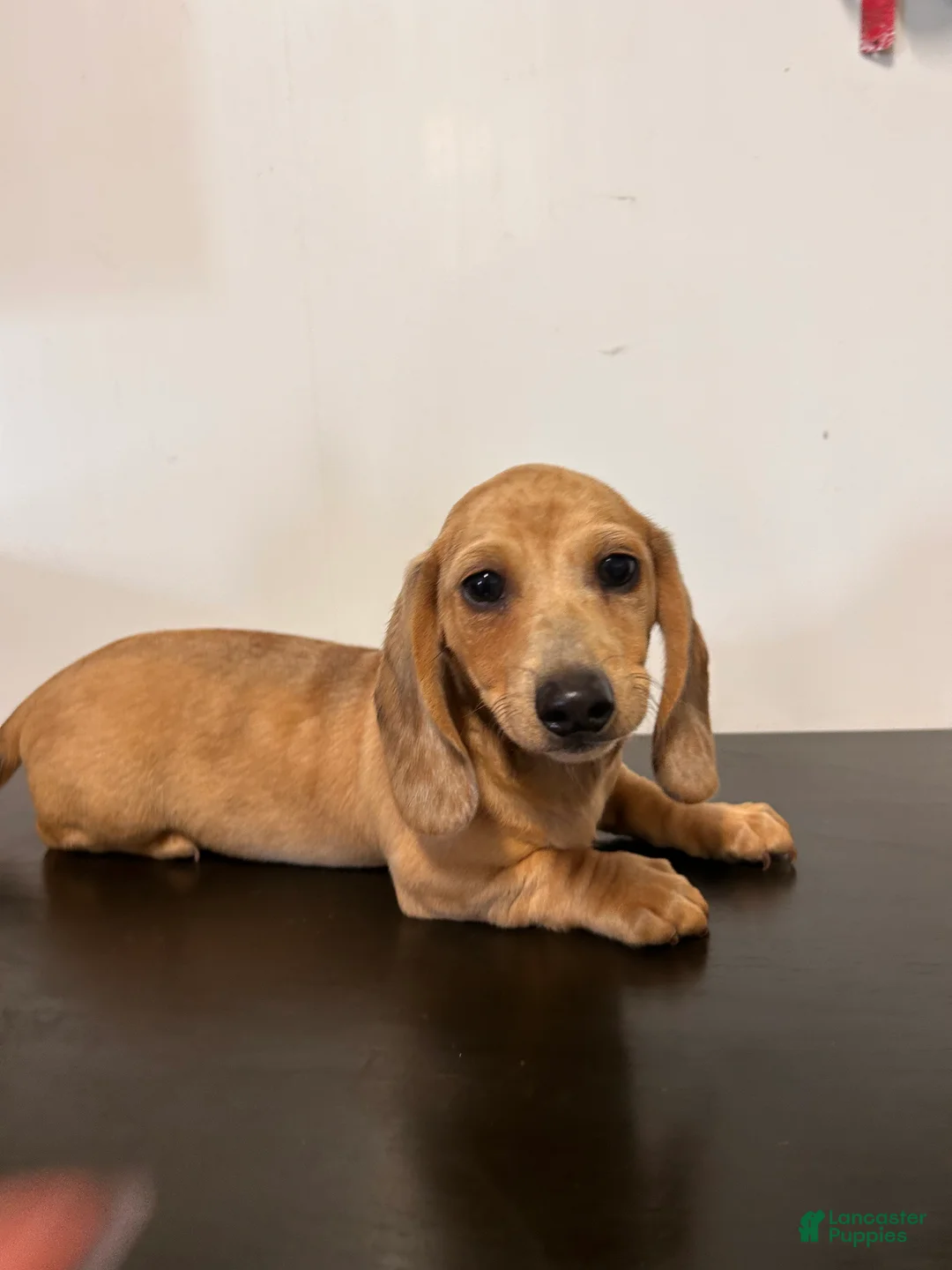 Miniature Dachshund dogs for sale: Ansh  - Ad 1