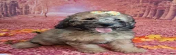 Saint Berdoodles dogs for sale: Stella Bella - Mini Saint Berdoodle - Ad 8