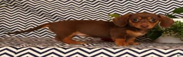 Miniature Dachshund dogs for sale: Abby - Ad 7