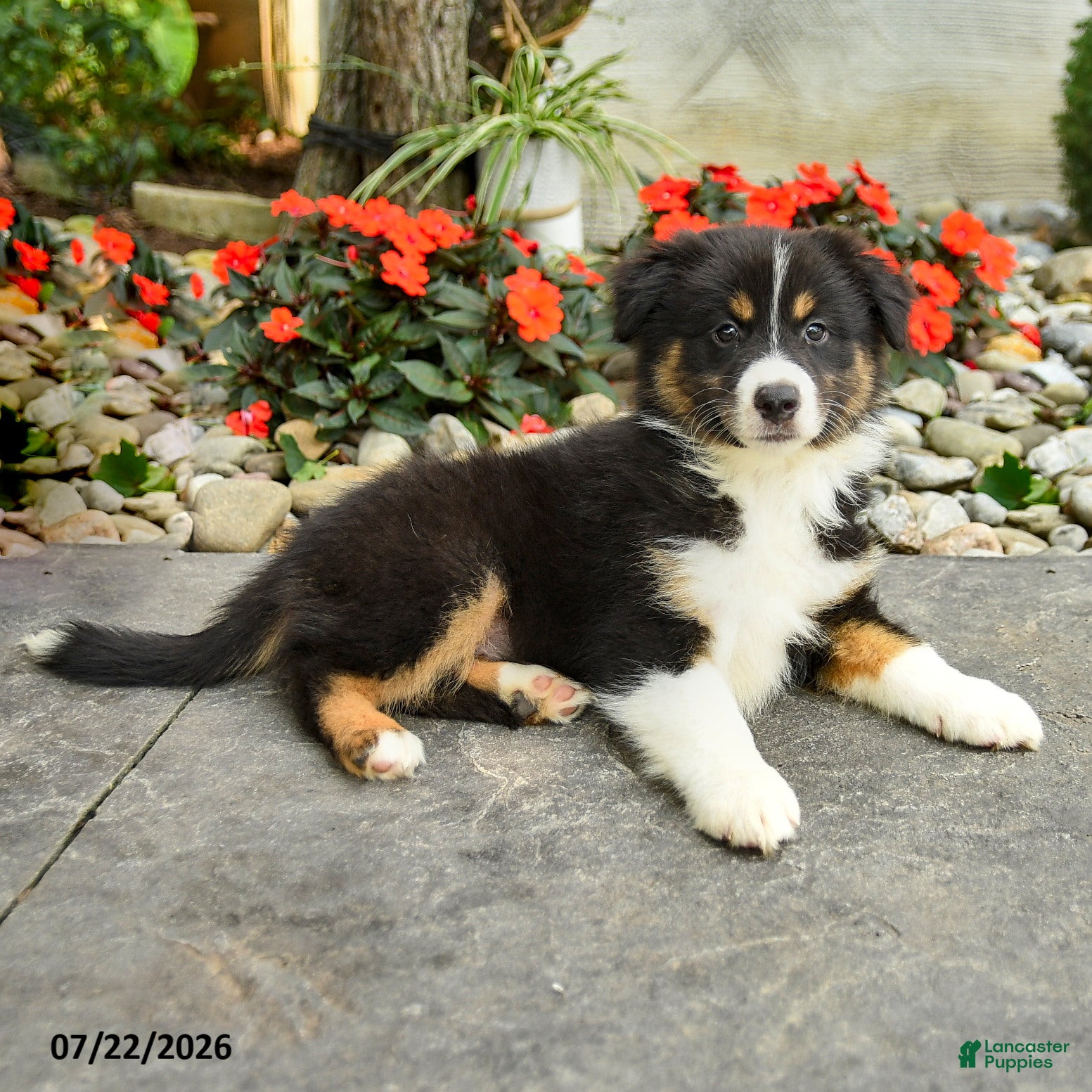 Australian Shepherd dogs Adeline - Ad 2