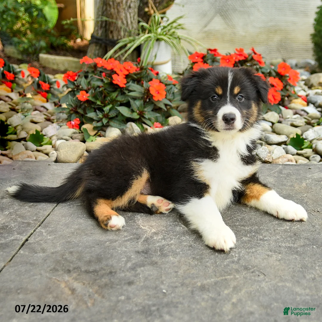 Australian Shepherd dogs for sale: Adeline - Ad 2