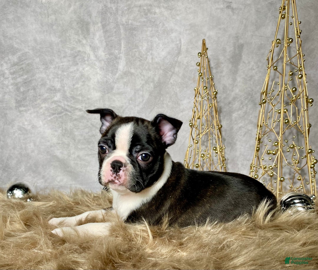 Boston Terrier dogs for sale: Nick  - Ad 6