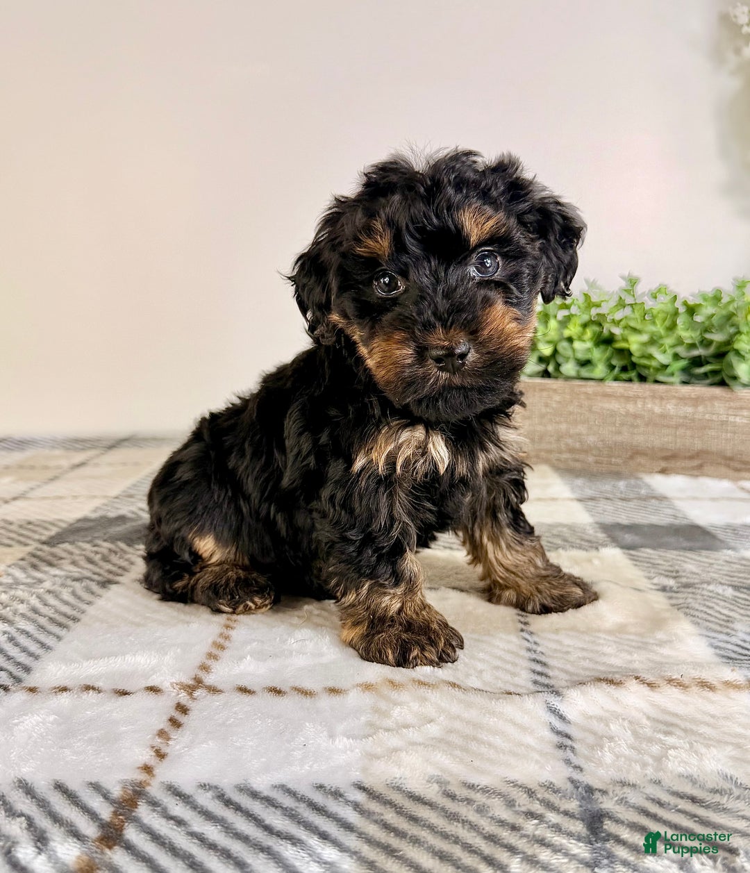 Yorkiepoo dogs for sale: Thea - Ad 5