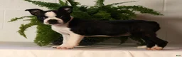 Boston Terrier dogs for sale: Rosie - Ad 1