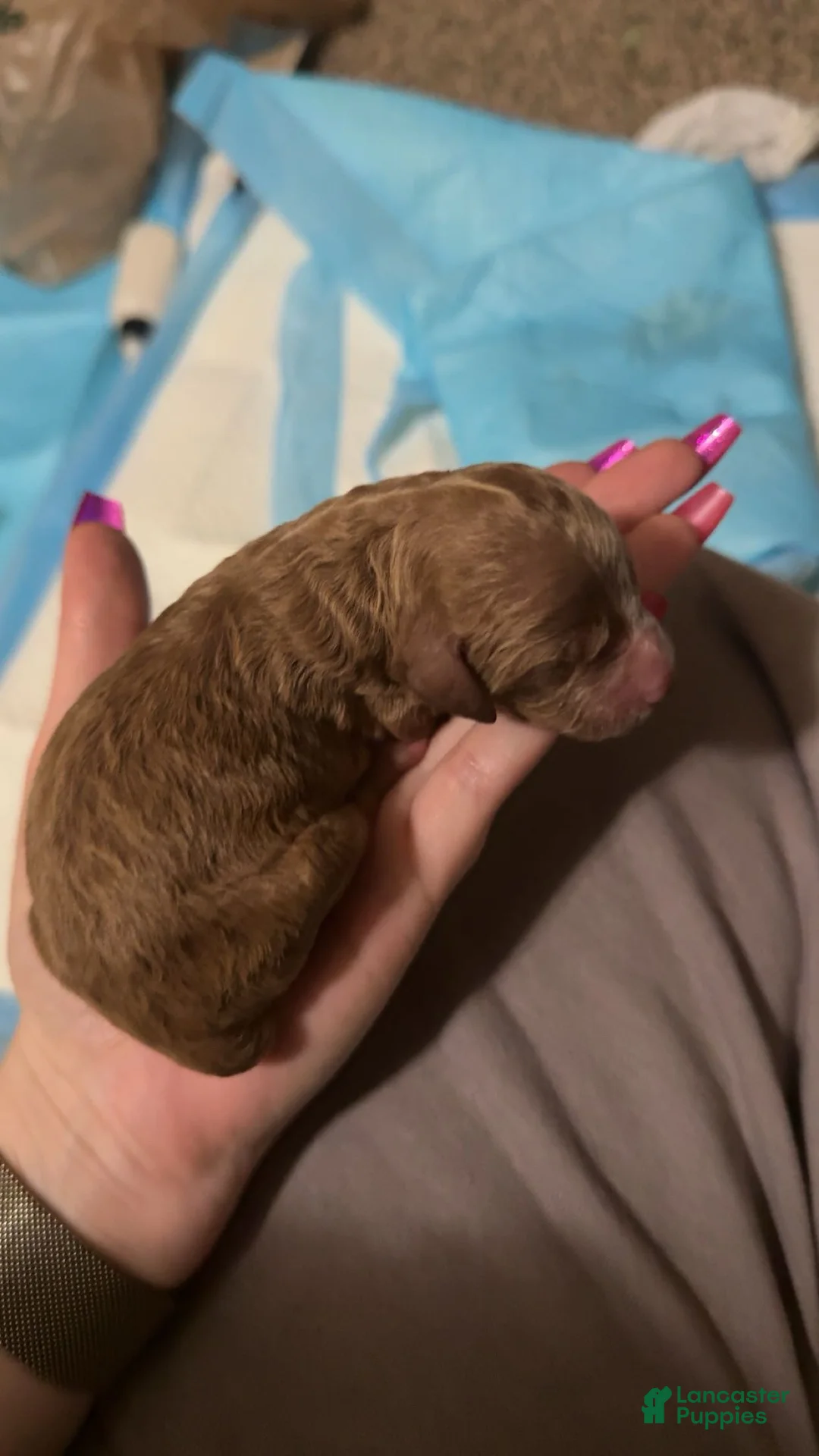 Cavapoo dogs for sale: Cavapoo Puppy 3 - Ad 1