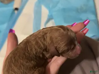 Cavapoo dogs Cavapoo Puppy 3 - Ad 15