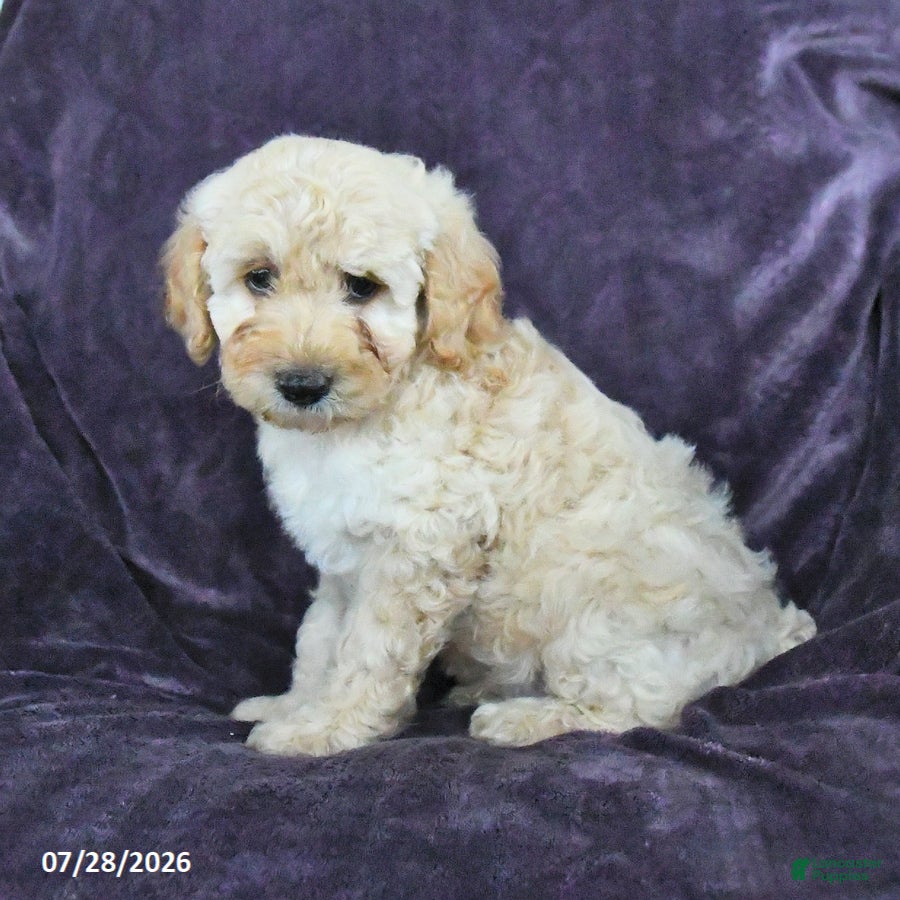 Cockapoo dogs Rick  - Ad 2