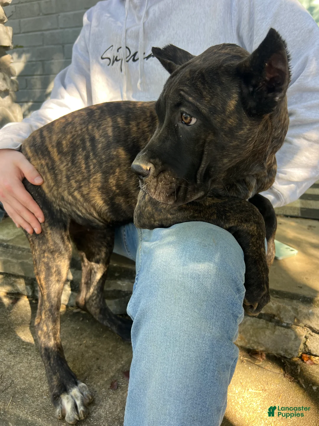 Cane Corso dogs for sale: Pink Collar Female - Ad 1